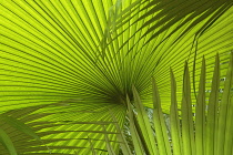 Fanpalm, Palm.