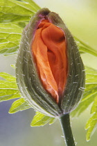 Poppy, Welsh poppy, Meconopsis cambrica.