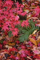 Japanese Maple, Acer Palmatum 'Atropurpureum'.