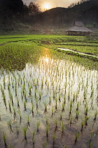 Rice, Oryza sativa.