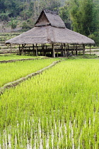 Rice, Oryza sativa.