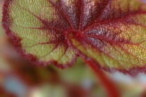 Begonia, Begonia rex.
