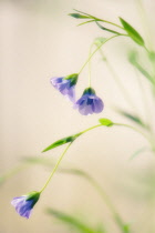 Linseed, flax, Linum usitatissimum.