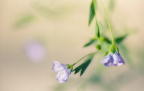 Linseed, flax, Linum usitatissimum.