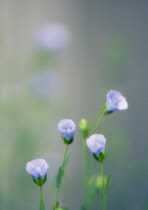 Linseed, flax, Linum usitatissimum.