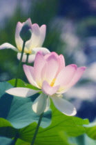 Lotus, Sacred lotus, Nelumbo nucifera.