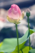 Lotus, Sacred lotus, Nelumbo nucifera.