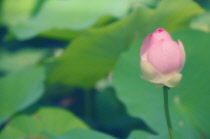 Lotus, Sacred lotus, Nelumbo nucifera.