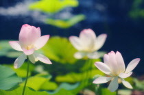 Lotus, Sacred lotus, Nelumbo nucifera.