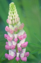 Lupin, Lupinus polyphyllus.