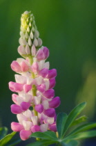 Lupin, Lupinus polyphyllus.