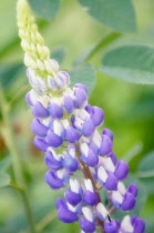 Lupin, Lupinus polyphyllus.