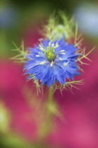 Love-in-a-mist, Nigella damascena.