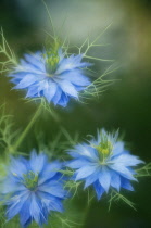 Love-in-a-mist, Nigella damascena.