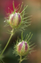 Love-in-a-mist, Nigella damascena.