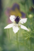 Love-in-a-mist, Nigella sativa.