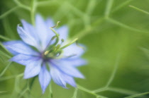 Love-in-a-mist, Nigella damascena.