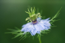 Love-in-a-mist, Nigella damascena.