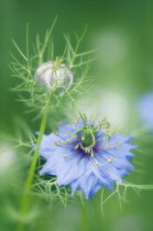 Love-in-a-mist, Nigella damascena.