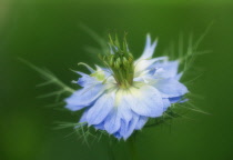 Love-in-a-mist, Nigella damascena.