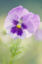 Pansy, Viola wittrockiana.