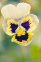 Pansy, Viola wittrockiana.