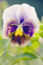 Pansy, Viola wittrockiana.