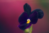 Pansy, Viola wittrockiana.