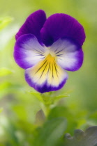 Pansy, Viola wittrockiana.