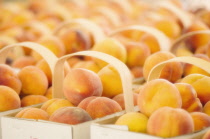 Peach, Prunus persica.