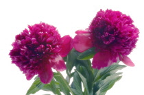 Peony, Paeonia lactiflora.