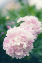 Peony, Paeonia lactiflora.