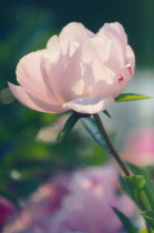 Peony, Paeonia lactiflora.