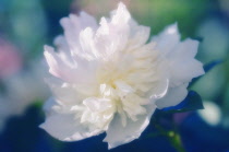 Peony, Paeonia lactiflora.