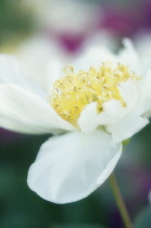 Peony, Paeonia lactiflora.