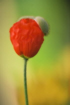 Poppy, Papaver nudicaule, Icelandic poppy, Papaver croceum.