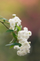 Spiraea, Spiraea prunifolia.