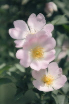 Rose, Wild rose, Dog rose, Rosa.