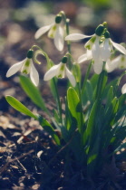 Snowdrop, Galanthus nivalis.