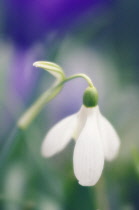 Snowdrop, Galanthus.