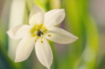 Star-of-Bethlehem, Ornithogalum umbellatum.