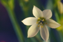 Star-of-Bethlehem, Ornithogalum umbellatum.