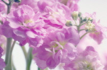 Stock, Matthiola.