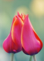 Tulip, Tulipa.