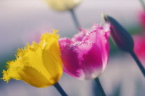 Tulip, Tulipa.