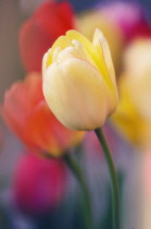 Tulip, Tulipa.