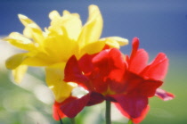 Tulip, Tulipa.