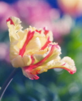 Tulip, Parrot tulip, Tulipa.