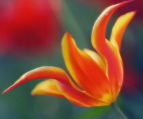 Tulip, Tulipa.