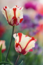 Tulip, Parrot tulip, Tulipa.